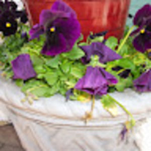 Meet your Posher, Emily